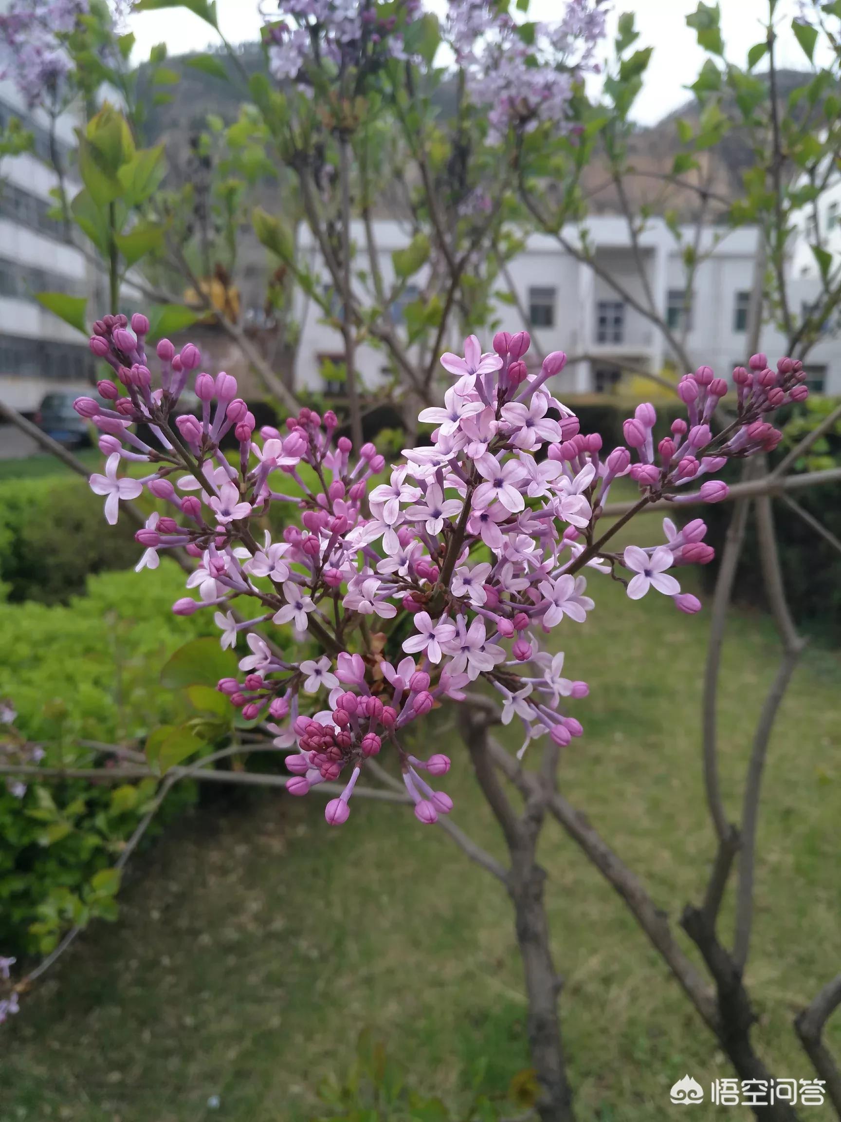 梅西美洲杯夺冠图片壁纸:梅西美洲杯夺冠图片壁纸高清